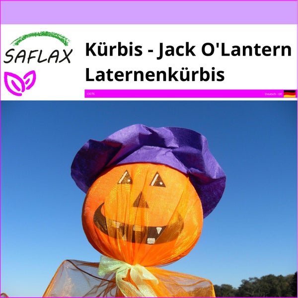 SAFLAX  - Kürbis - Jack O'Lantern Laternenkürbis - Cucurbita pepo - 10 Samen