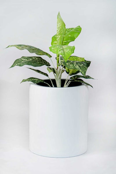 Dieffenbachia Zimmerpflanze mit gemusterten Blättern in einem weißen zylindrischen Pflanzgefäß.