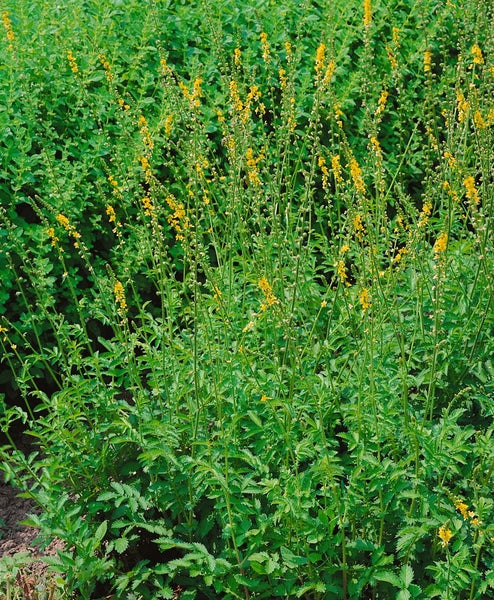 Agrimonia eupatoria, Odermennig, ca. 9x9 cm Topf