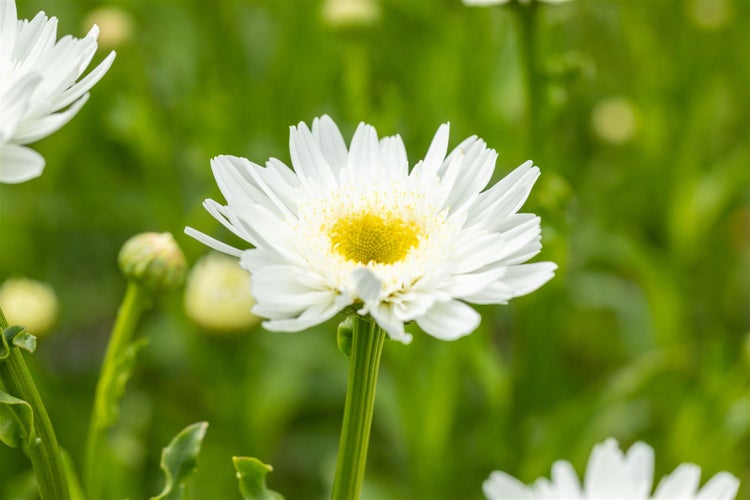 Nahaufnahme einer Margerite im Garten.