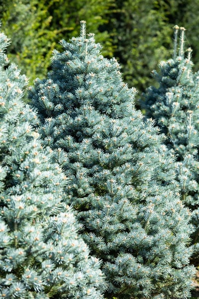 Blaufichte im Garten
