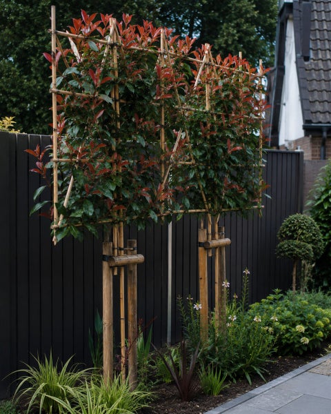 Glanzmispel als Spalierbaum mit Bambusgerüst vor einem Sichtschutzzaun im Garten.