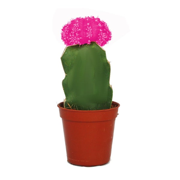 Gymnocalycium mihanovichii - Erdbeerkaktus - rosa - 5,5cm Topf
