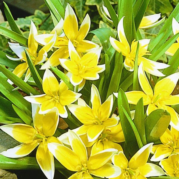 Gelbe Tulpenblüten mit grünen Blättern