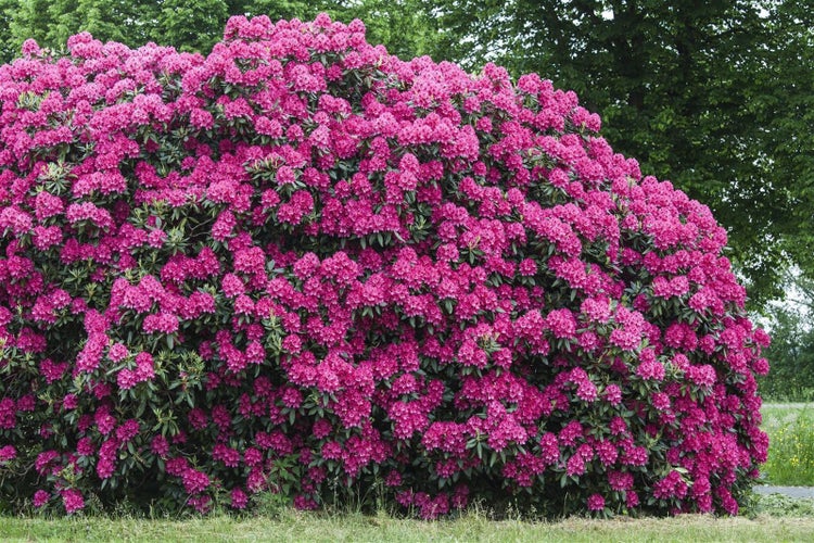 Großer, blühender Rhododendron-Strauch mit zahlreichen pinkfarbenen Blüten in einem Garten.