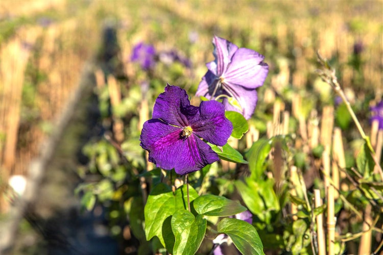 Clematis Hybride 'Jackmanii', Waldrebe, violett, 60–100 cm
