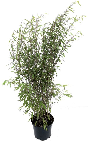 Bambuspflanze im Topf