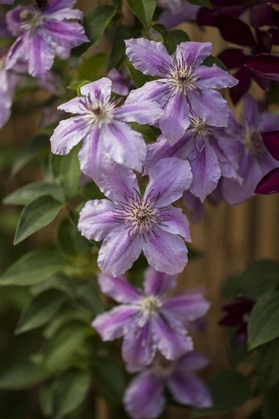Clematis 'Girenas', Waldrebe, violett, 80–100 cm