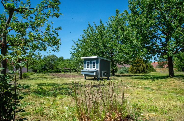 Grauer Hühnerstall aus Holz mit weißen Fenstern in einem weitläufigen, hellen Garten mit Bäumen.