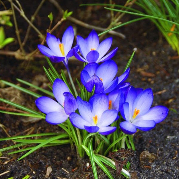 Nahaufnahme von Krokussen im Gartenbeet