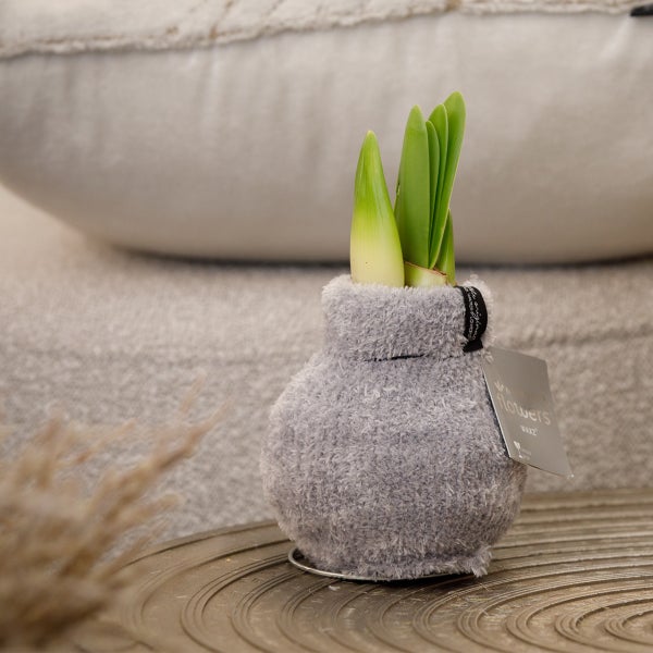 Bloomique - Amaryllis-Zwiebel in Wachs - Cosy Grjis - Blumenzwiebel - keine Wasserblumen - Weihnachtsdekoration - 15-25 cm hoch bei Lieferung - wird bis zu 40-60 cm groß - 10 cm Durchmesser