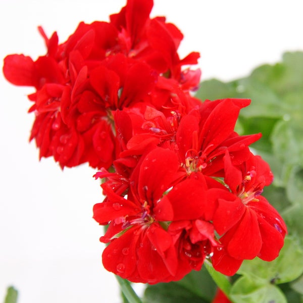 Geranien hängend - Pelargonium peltatum - 12cm Topf - Set mit 6 Pflanzen - hellrot
