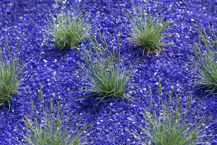 Festuca cinerea 'Azurit', Blauschwingel, ca. 9x9 cm Topf