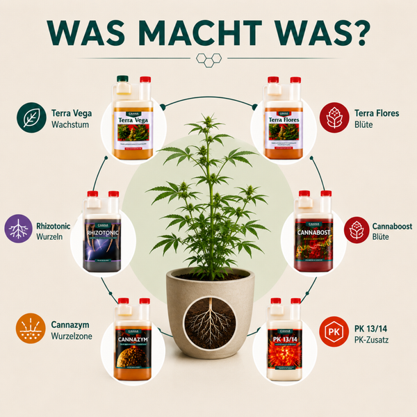 Infografik zur Anwendung von Canna Pflanzendüngern für verschiedene Wachstumsphasen einer Pflanze in einem Topf.