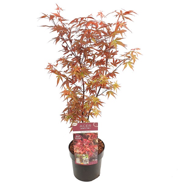 Bloomique - Acer Skeeter's Broom - Japanischer Ahorn - Rotes Laub - Gartenpflanzen - Winterhart - 60-80 cm Hoch - Topf 19 cm