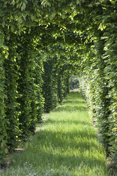 Ein Laubengang aus einer dichten Hainbuchenhecke bildet einen grünen Tunnel über einem Rasenweg in einem Garten.