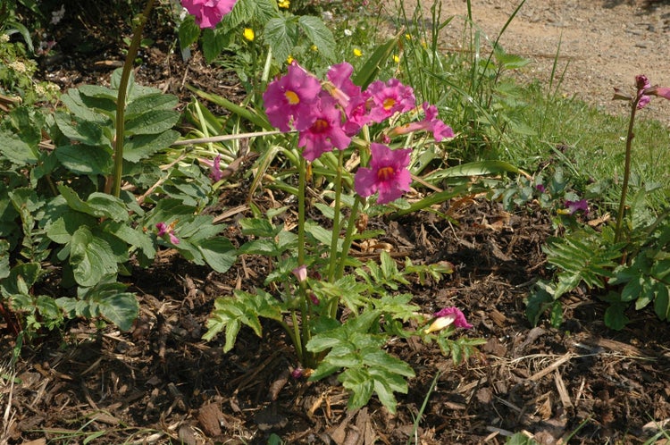 Incarvillea delavayi, Rosentrichterwinde, rosa Blüten, ca. 11x11 cm Topf
