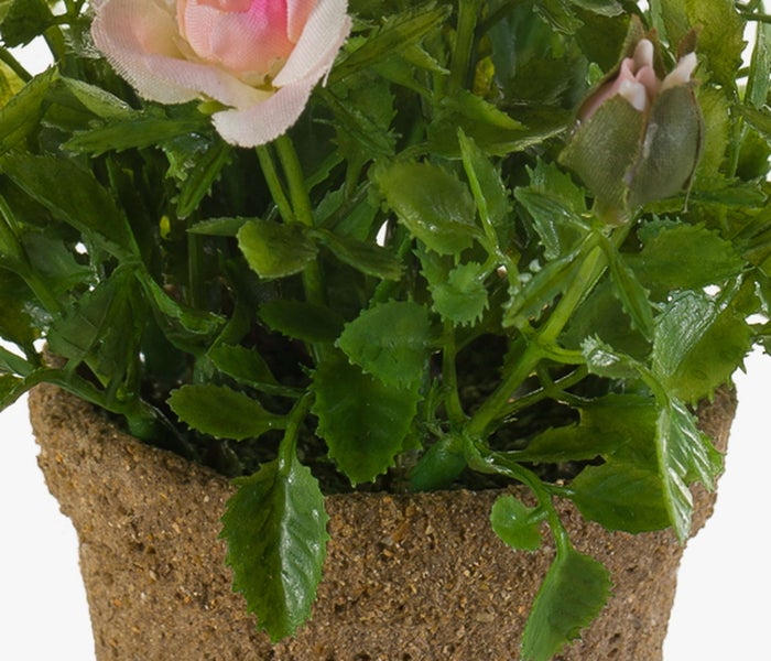 Kleiner Blumentopf mit strukturierter Oberfläche und einer Pflanze mit gezackten grünen Blättern.