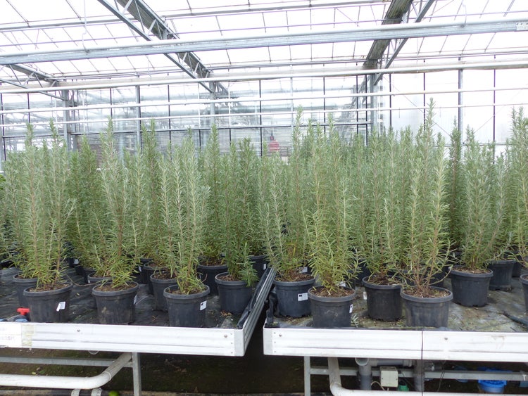 Rosmarinpflanzen in schwarzen Kunststofftöpfen auf Tischen in einem hellen Gewächshaus.