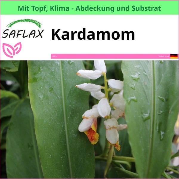 SAFLAX Garden to go - Kardamom - Elettaria cardamomum - 20 Samen - Mit Topf, Klima - Deckel und Anzuchtsubstrat