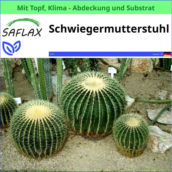 Schwiegermutterstuhl Kaktus im Topf mit Substrat und Klima-Abdeckung