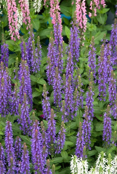 Salbei im Gartenbeet