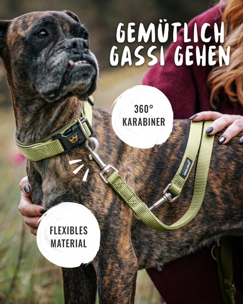 Ein Hund mit Halsband und Leine für einen komfortablen Spaziergang.