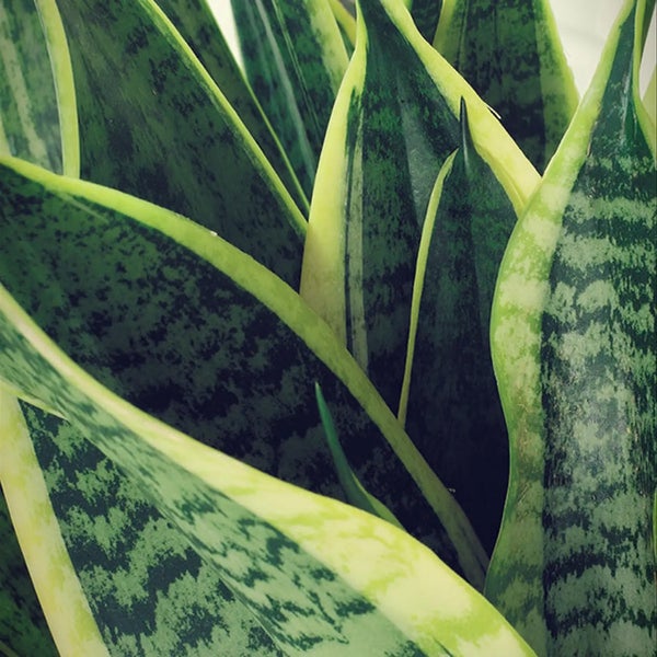Babypflanze Drillinge Bogenhanf | 3x Sansevieria laurentii im 9 cm Topf | pflegeleichte Zimmerpflanze | luftreinigende Büropflanze