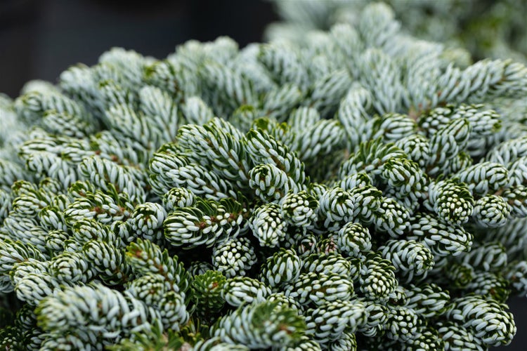 Abies koreana 'Kohouts Icebreaker' ®, Tanne, 40–50 cm