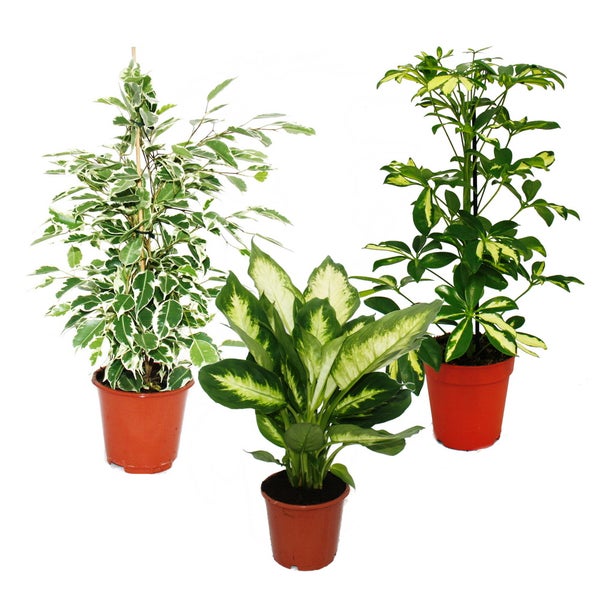 Zimmerpflanzen-Trio Weißbunt Set mit 3 versch. panaschierten Pflanzen Dieffenbachia Schefflera Ficus