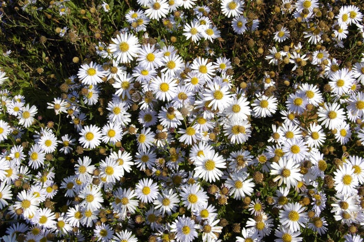 Kalimeris incisa 'Madiva', Japanische Aster, lila, ca. 9x9 cm Topf