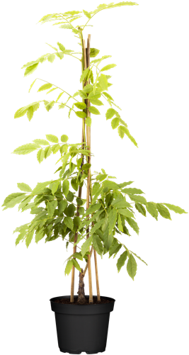 Blauer Regen im Topf mit Rankhilfe