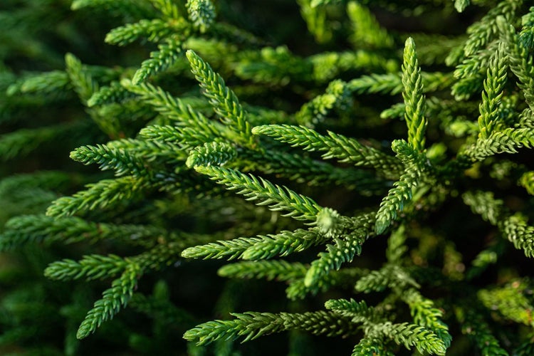 Cryptomeria japonica 'Dinger', Japanische Sicheltanne, 15–20 cm
