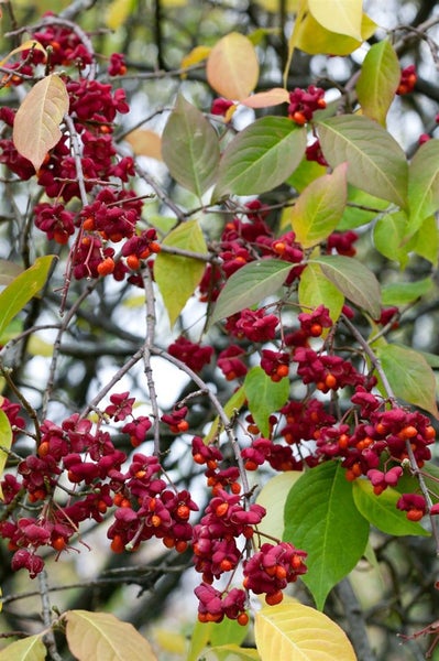 Euonymus europaeus, Pfaffenhütchen, 60–100 cm