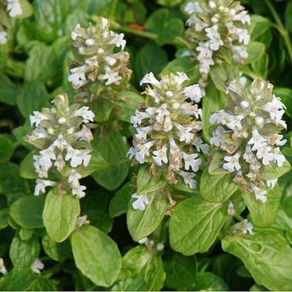 Blühende Kriech-Gamander Pflanze mit grünen Blättern