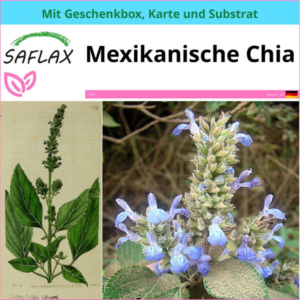 SAFLAX Geschenk Set - Mexikanische Chia - Salvia hispanica - 500 Samen - Mit Geschenkbox, Versandaufkleber, Geschenkkarte und Anzuchtsubstrat