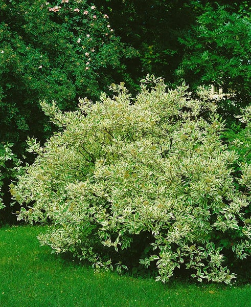 Hartriegel-Busch mit grün-weissen Blättern im Garten.