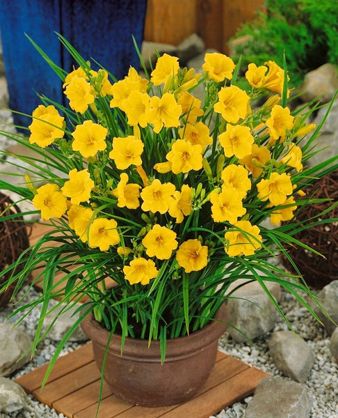 Hemerocallis x cult. 'Stella de Oro', Taglilie, goldgelb, ca. 11x11 cm Topf