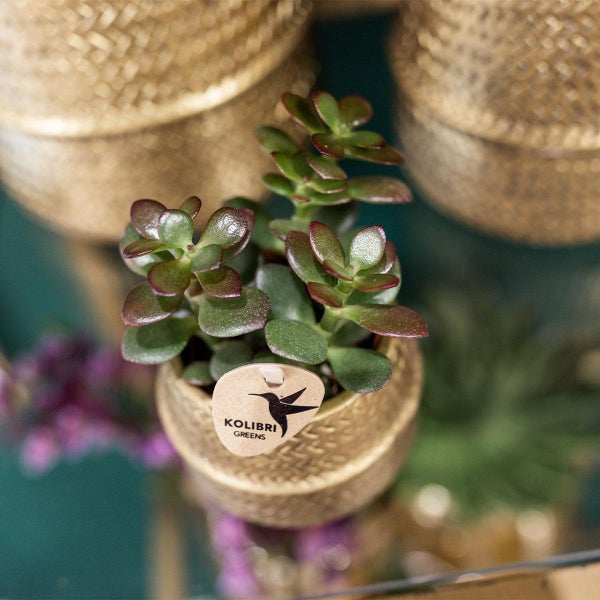Kolibri Company Pflanzenset Groove gold Set mit weißer Phalaenopsis Orchidee Amabilis 9cm und grüner Sukkulente Crassula Ovata 6cm inkl. goldenen Keramik-Ziertöpfen