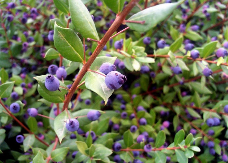 SAFLAX Garden to go - Echte Myrte / Brautmyrte - Myrtus communis - 30 Samen - Mit Topf, Klima - Deckel und Anzuchtsubstrat