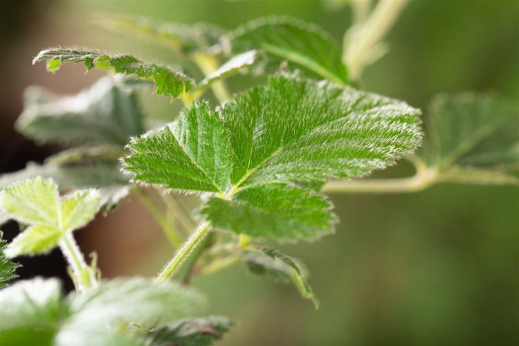 Rubus fruticosus 'Loch Ness' -S-, Brombeere, dornenlos, 30–40 cm