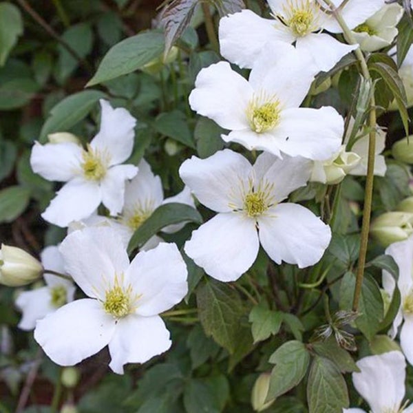 Nahaufnahme der Clematis mit weißen Blüten