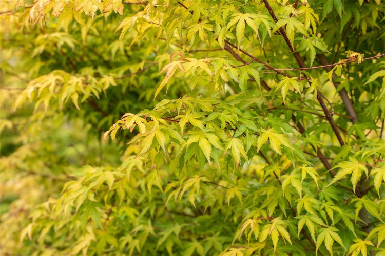 Nahaufnahme eines japanischen Ahorns mit filigranen Blättern