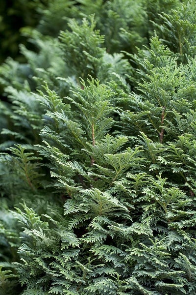 Chamaecyparis lawsoniana 'Minima Glauca', Zwergzypresse, blaugrün, 15–20 cm