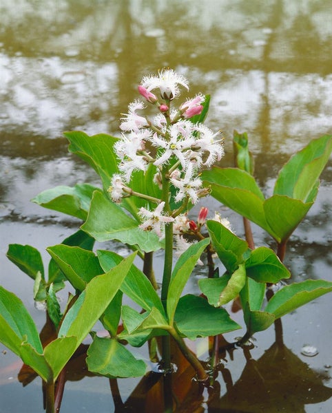 Menyanthes trifoliata, Fieberklee, ca. 9x9 cm Topf