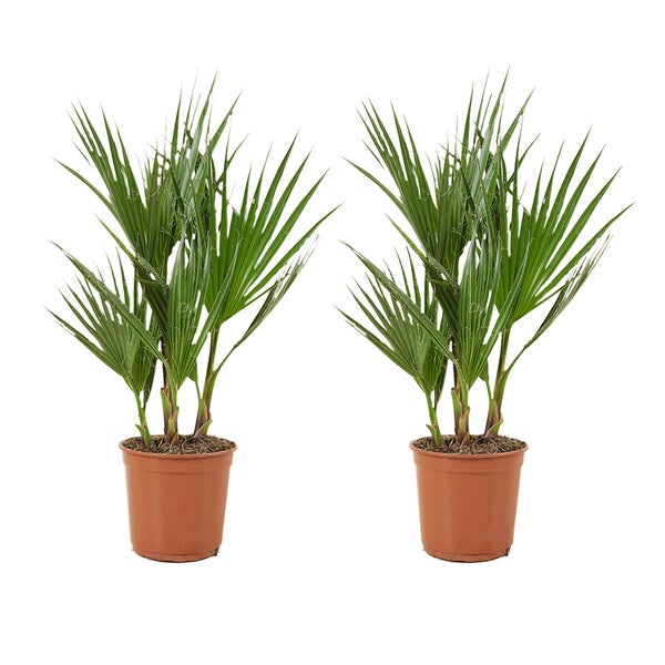 2x Washingtonia Robusta - Mexikanische Fächerpalme - Freilandpalme - Immergrün – ⌀14 cm - ↕50-70 cm