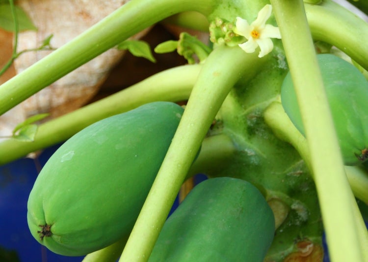 SAFLAX  - Tropischer Melonenbaum / Papaya - Carica papaya - 30 Samen