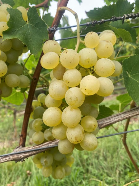 Eine Traube heller Weintrauben wächst an einer Rebe im Weinberg.