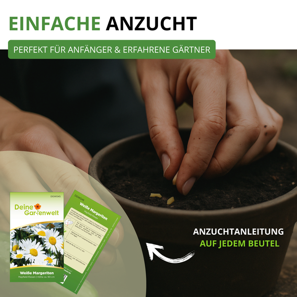 Person sät Samen in einen Topf mit Erde, Samentüte für Margeriten mit Anzuchtanleitung auf der Rückseite.