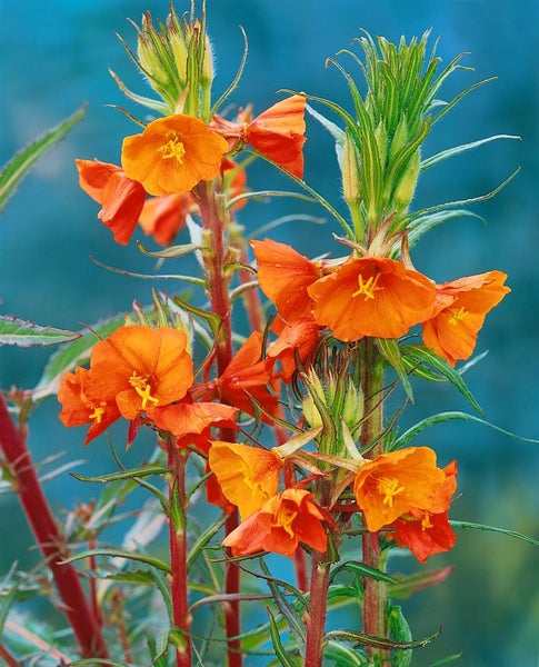 Aufrechte Prachtkerze mit Blüten